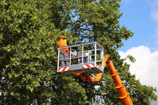 Professional Tree Care  in Munhall, PA