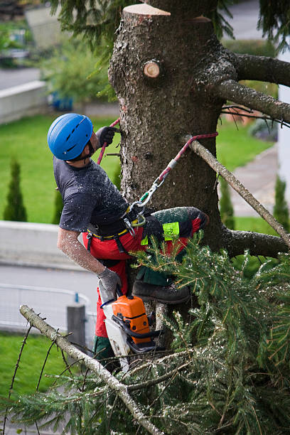 How Our Tree Care Process Works  in  Munhall, PA