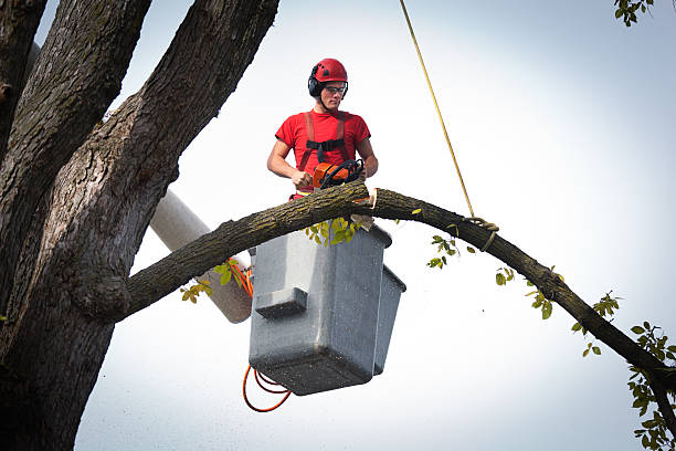 Best Tree Cabling and Bracing  in Munhall, PA